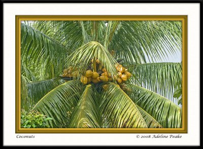 COSTA RICA 3 021 c.jpg