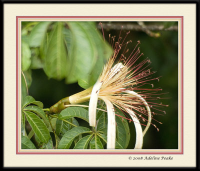 COSTA RICA 3 082 c.jpg
