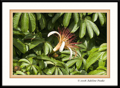 COSTA RICA 3 097 c.jpg