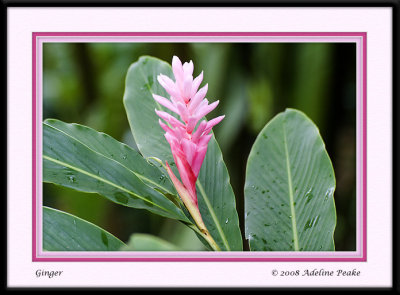 COSTA RICA 3 238 c.jpg