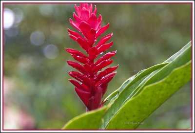 COSTA RICA 3 243 c.jpg
