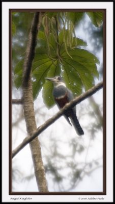 COSTA RICA 4 035 c.jpg