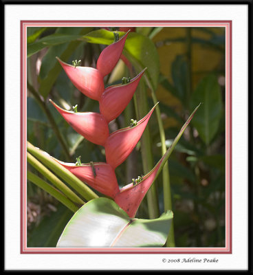 COSTA RICA 4 315 c.jpg