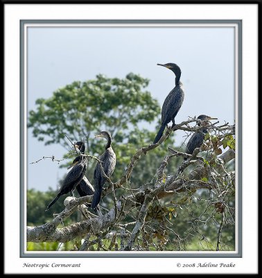 COSTA RICA 4 189 c.jpg