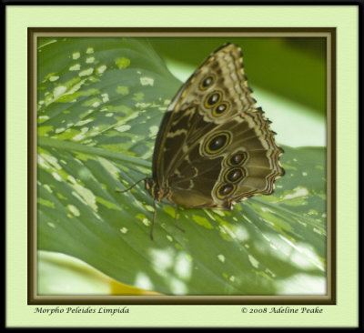 COSTA RICA 4 308 c.jpg