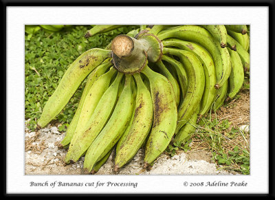 COSTA RICA 4 208 c.jpg