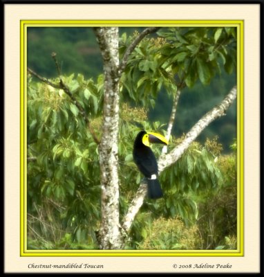 COSTA RICA 5 088 c.jpg