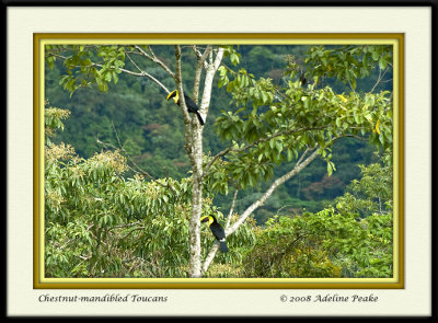 COSTA RICA 5 087 c.jpg