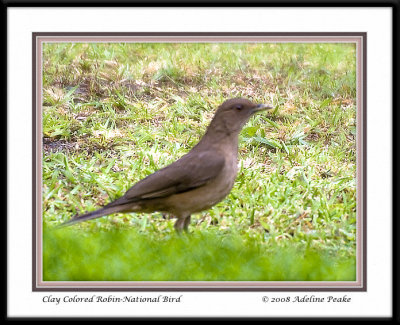 COSTA RICA 5 078 c.jpg