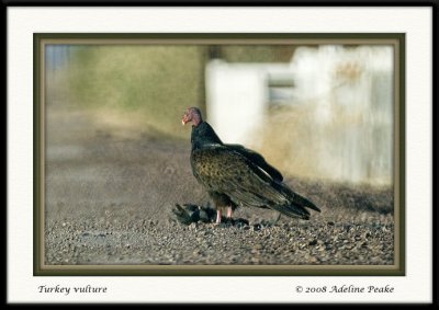 Turkey Vulture