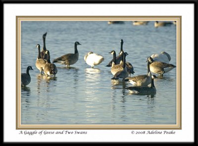 Cnada Geese and a Tundra Swan Pair