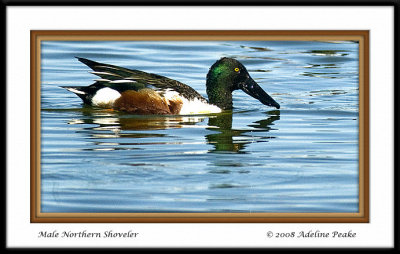 Northern Shoveler