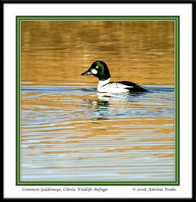 Common Goldeneye Duck