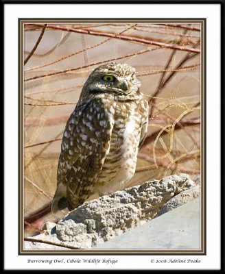 Burrowing Owl