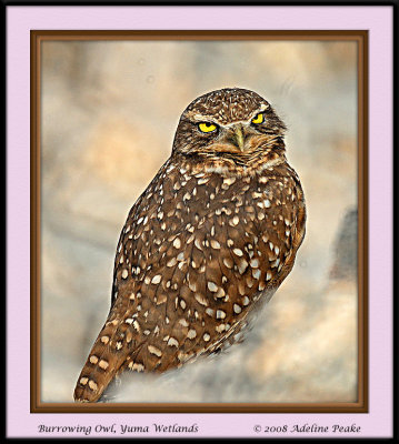 Burrowing Owl