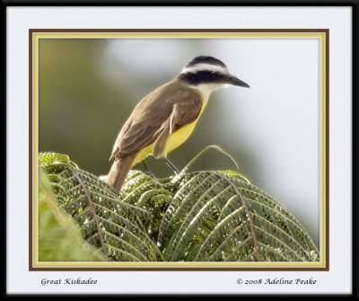 COSTA RICA 7 073 c.jpg
