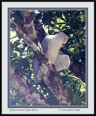 COSTA RICA 7 100 c.jpg