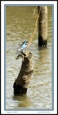 COSTA RICA 7 109 c.jpg