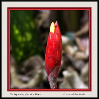 COSTA RICA 7 036 c.jpg