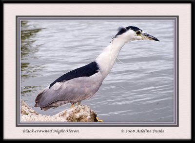 Black-crowned NIght Heron