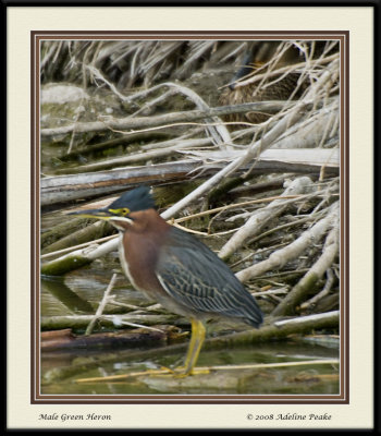 Green Heron