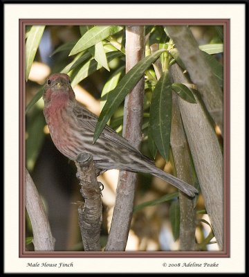 Male House Finch