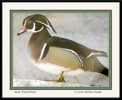 Wood Duck