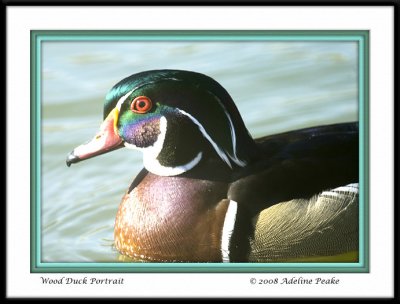 Wood Duck