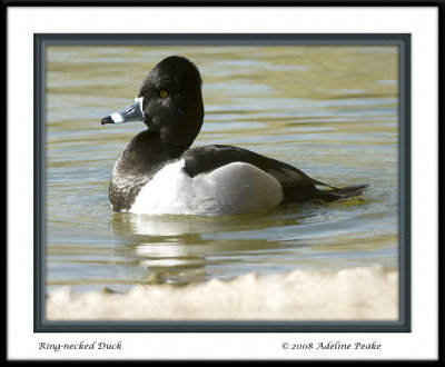 Ring-necked Duck