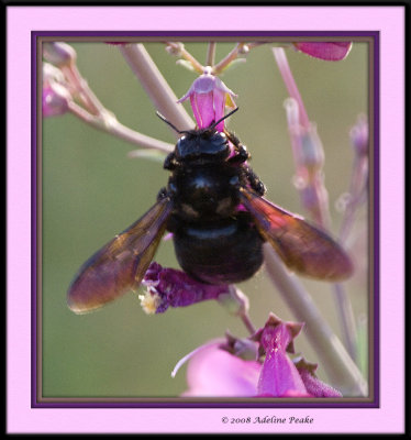 Carpenter Bee