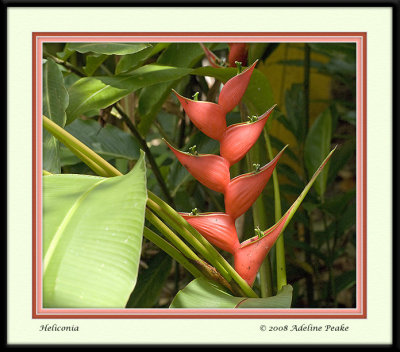 costa rica 8 283.jpg