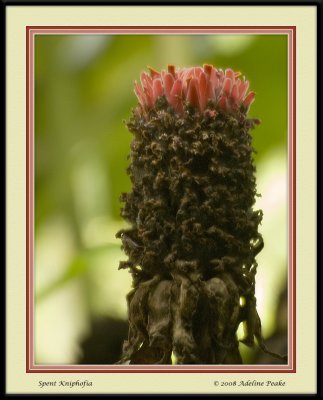costa rica 8 276 c.jpg