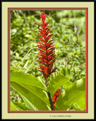 costa rica 8 274 c.jpg