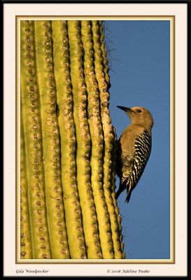 Gila Woodpecker