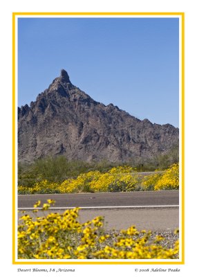 Flowers at Piccacho Peak, AZ