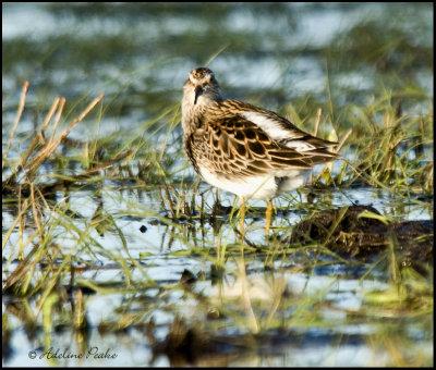 White-rumped Sandpiper