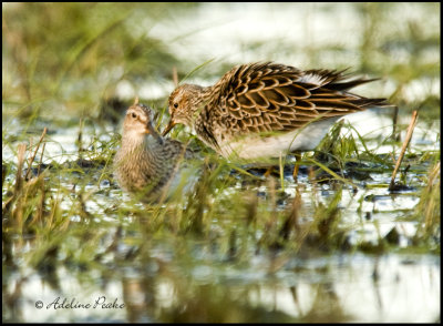 White-rumped Sandpiper