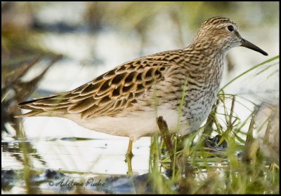 White-rumped Sandpiper