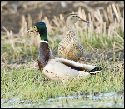 Mallard Pair