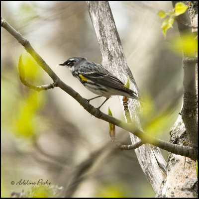 Yellow-rumped Warbler