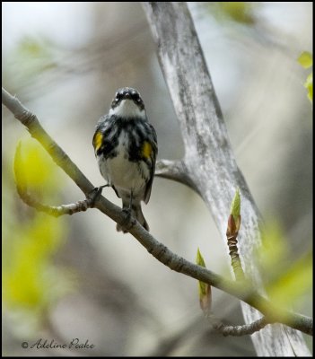 Yellow-rumped Warbler
