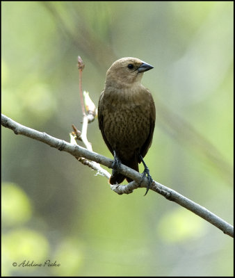 Unidentified bird