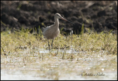 Marbled Godwit