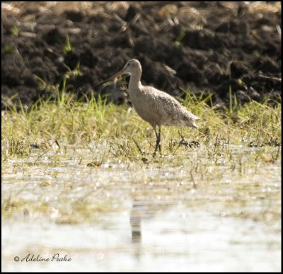 Marbled Godwit