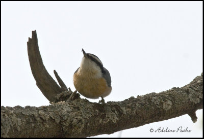 Red-breasted Nuthatch