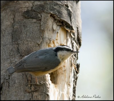 Red-breasted Nuthatch