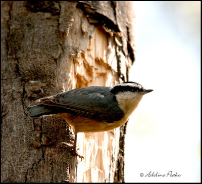 Red-breasted Nuthatch
