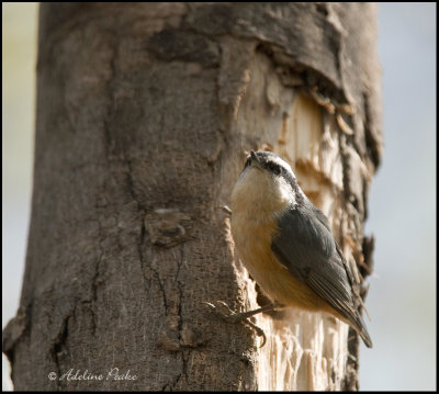 Red-breasted Nuthatch