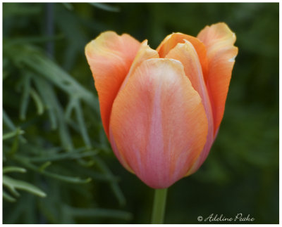 Last Tulip of Spring