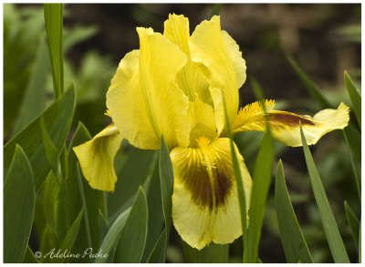 Yellow Iris